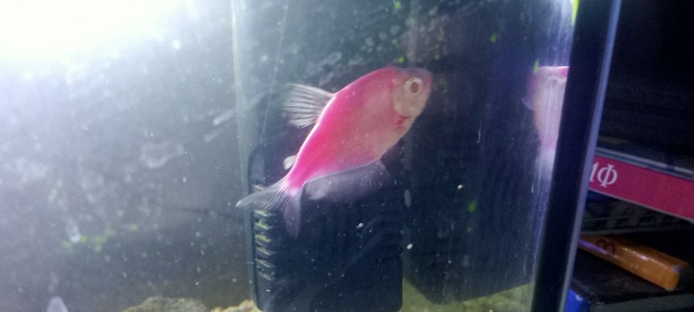 Продам корм и 3 рыбок