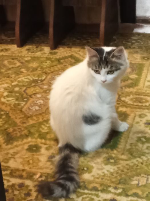 Отдам в хорошие руки