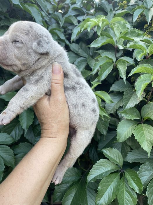 Американский булли