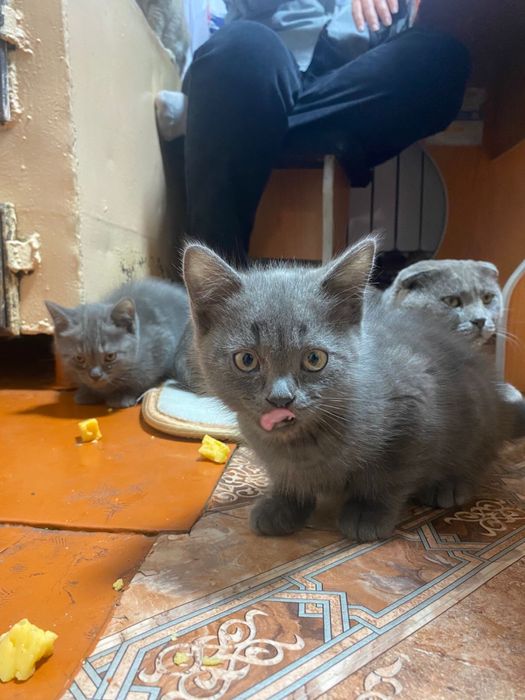 Котята британцы смешанные