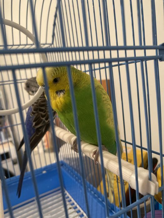 Папугай жағыдайы жақсы