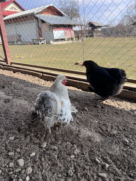 Gaste, gaini, rate, curci