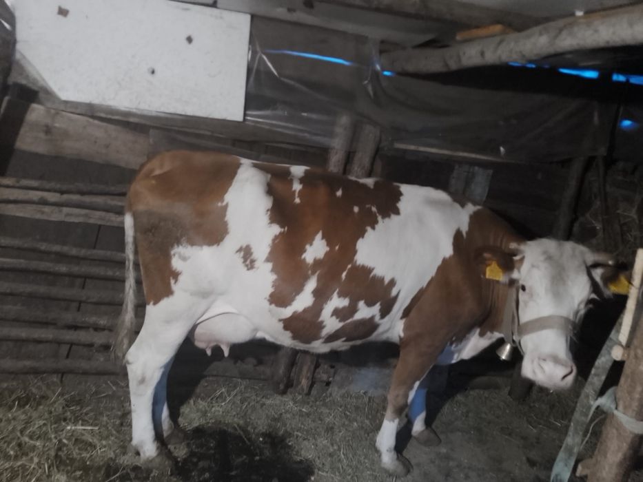 Vând vaca foarte bună de lapte
