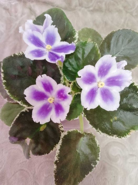 Продам фиалки домашние