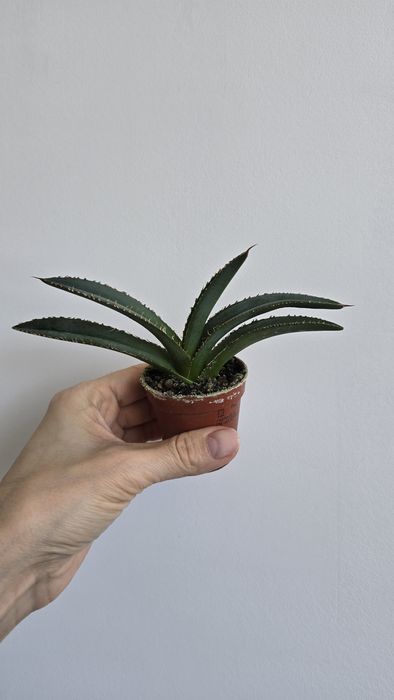 Продам филодендрон, сцинлапсус