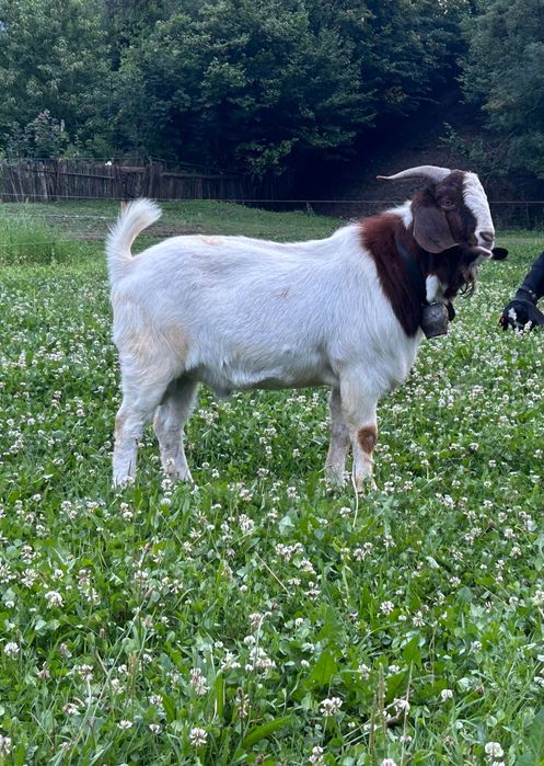 Țap boer vârsta un an jumătate