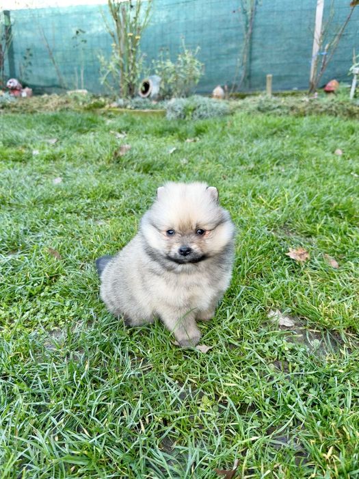 Померан мини момче. Померанче
