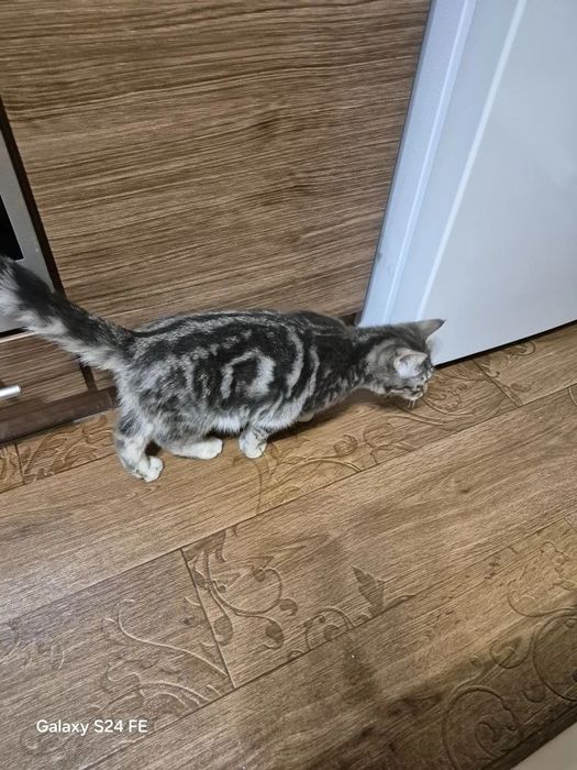 Отдам котенка мальчика