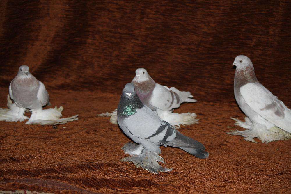 голуби игровыееее