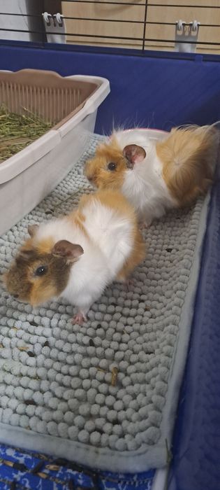 Морские свинки продаются