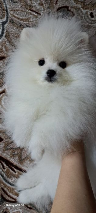 Шпиц мальчик белый