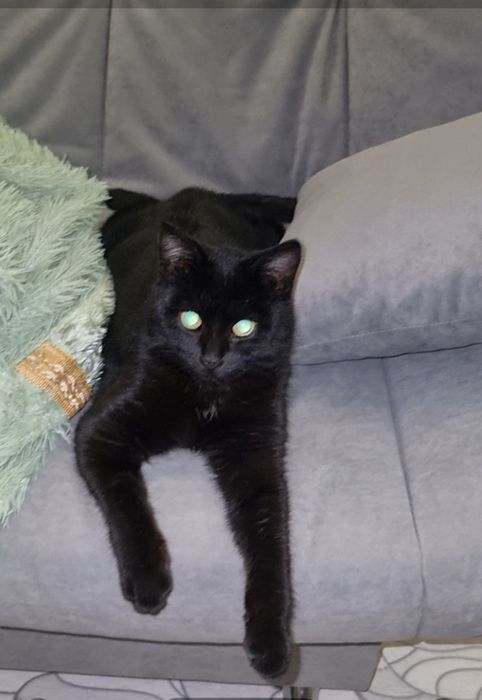 Кокос ищет дом. Доставлю!