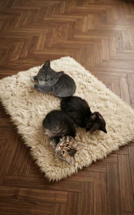 Котят в Добрые руки