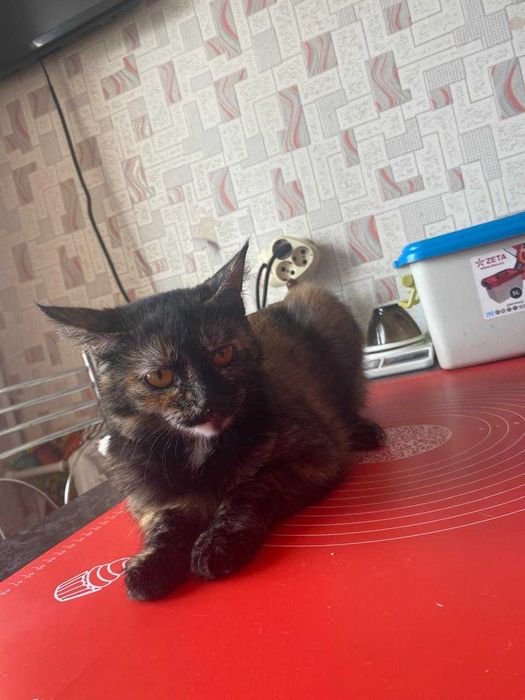 Кошечке нужен дом!