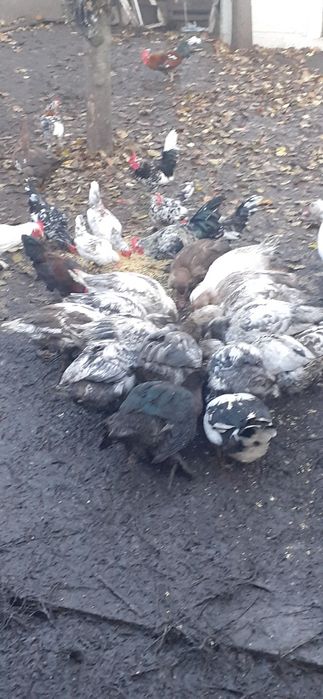 Cocosi americani tineri