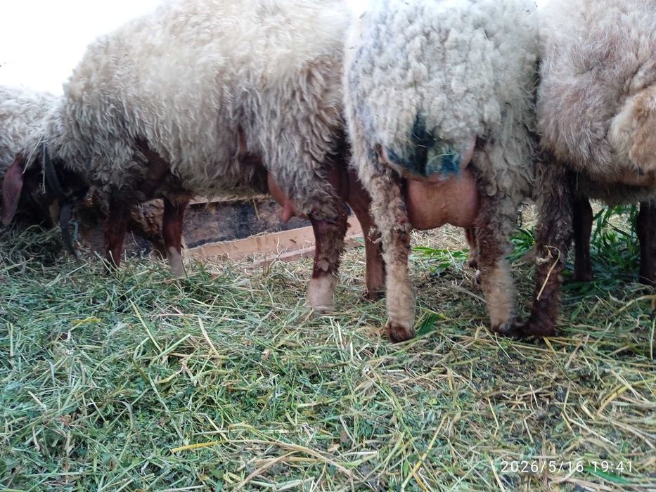 Miei (berbecuți) Awassi