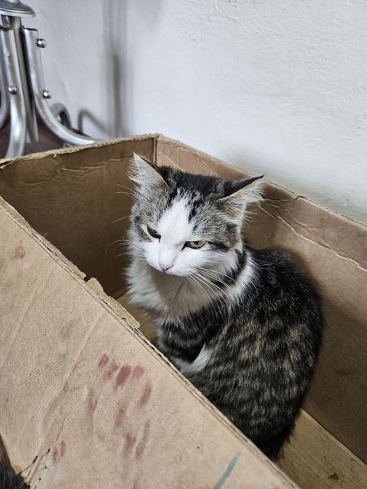 Отдам котят в хорошие руки