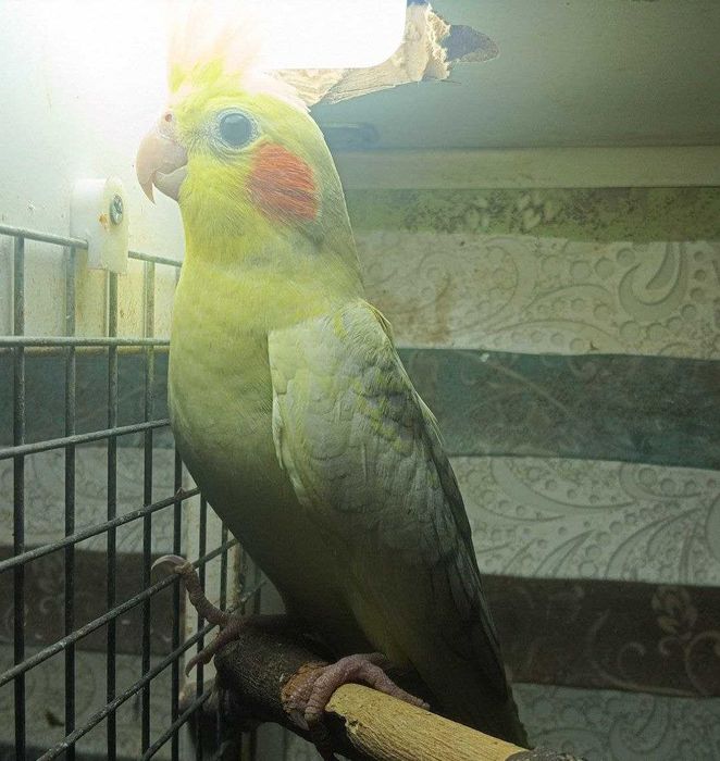 Попугаи  кореллы домашние красавцы.