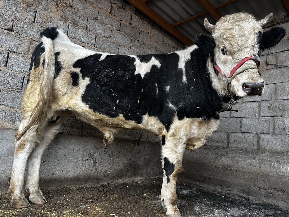 Өгіз бука бұқа огиз