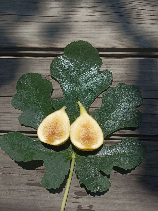 YLN (Yellow Long Neck) anjir ko‘chatlari — yirik mevali, sariq rangli.