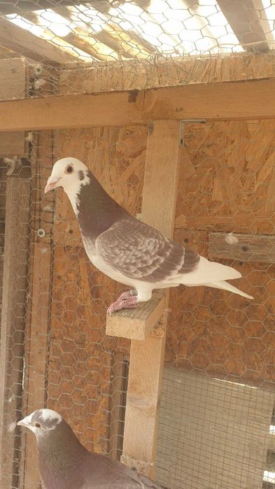 Ocazie! Vand mascul voiajor rosu baltat sport, 2025, mama clasata!