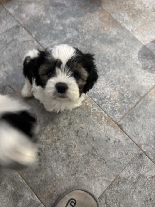 Ofer spre adoptie   pui Schitzu 9 saptamani!