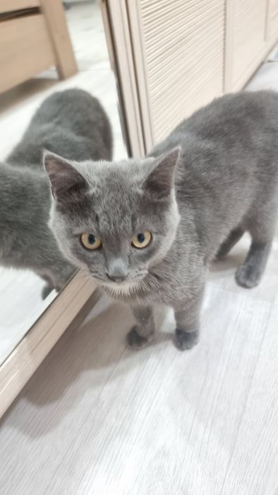 Отдам хорошего котика