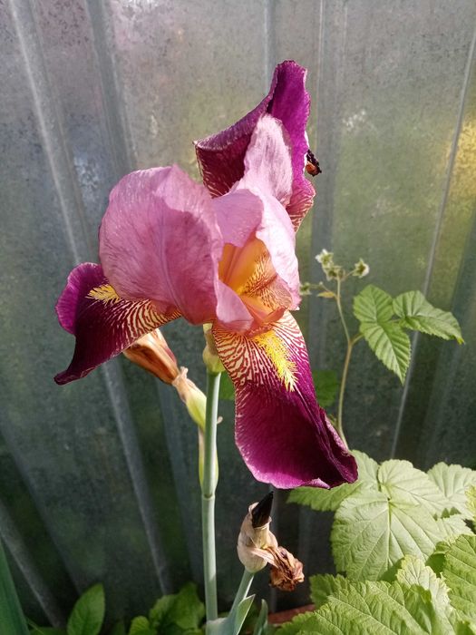 Ирисы высокие, цветы крупные