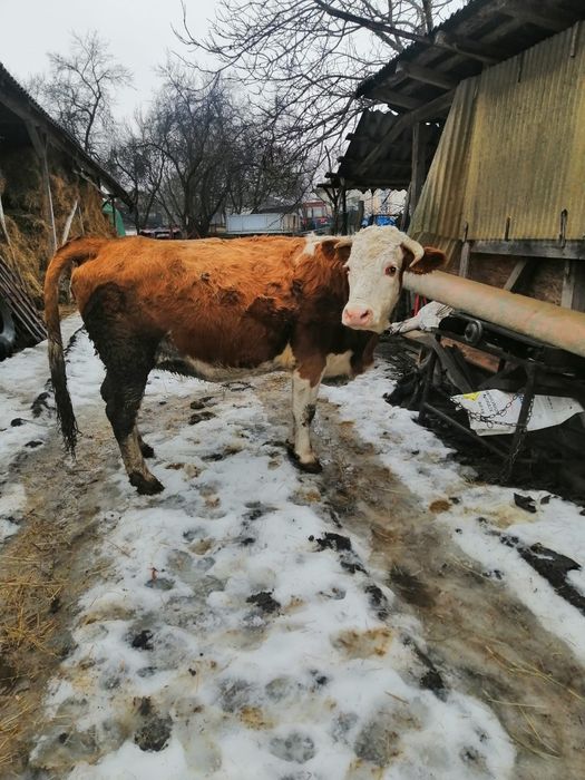 Vând vacă gestantă