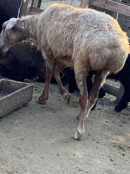 Жирные бараны кой токты марка