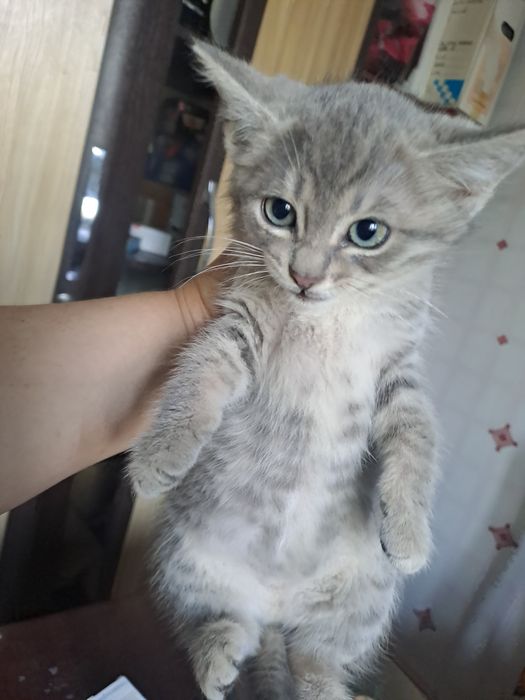 Красивые котята 1.5 мес. в добрые руки!