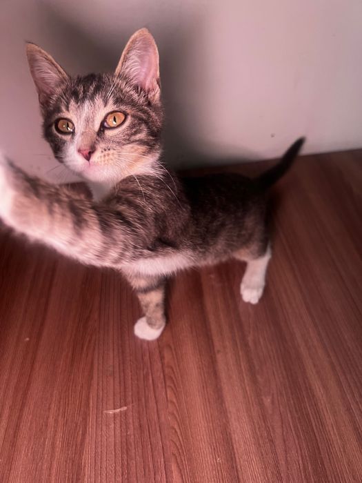 Котёнок ищет добрый дом
