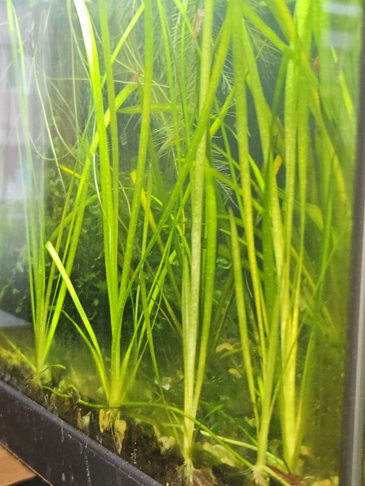 Plante de acvariu valisneria