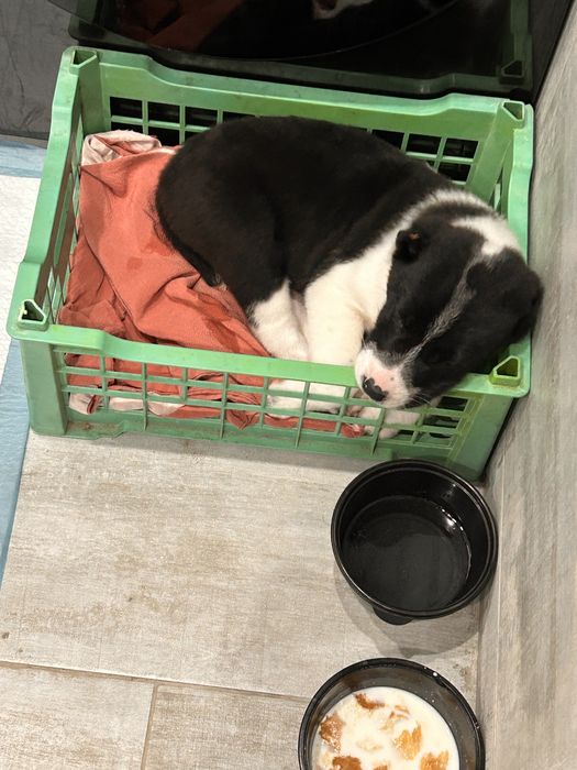 Собака алабай девочка продается