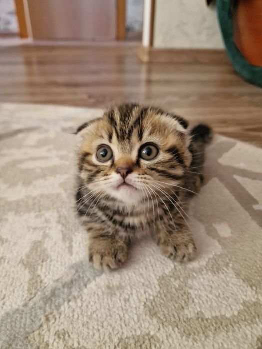продается кошечка