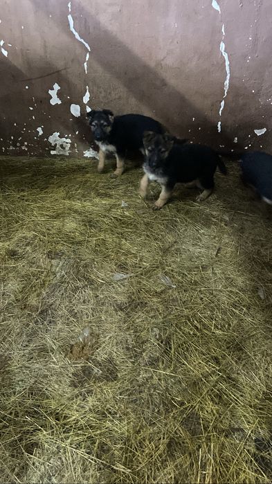 Щенки немецкой овчарки