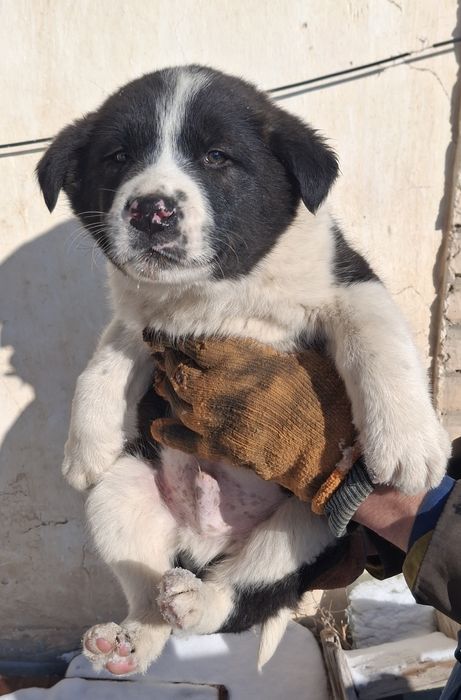 Тобет собака продаю