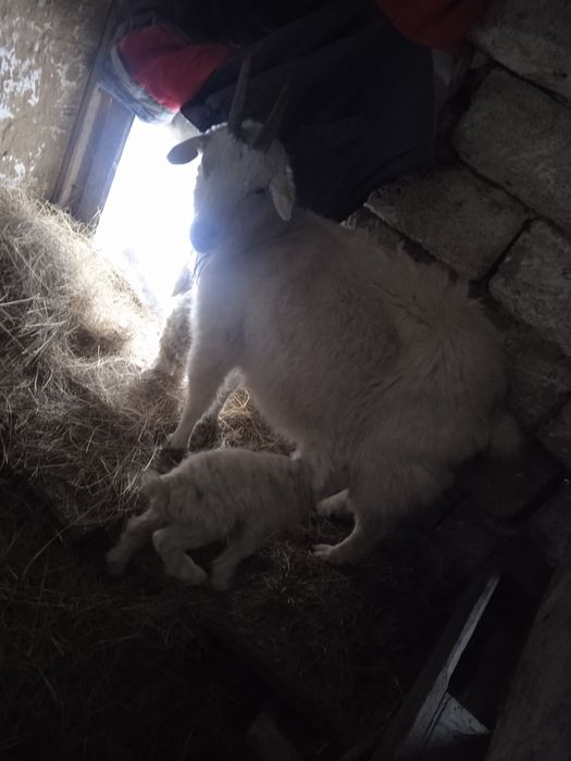 Ешкі коза теке де бар 7 бас