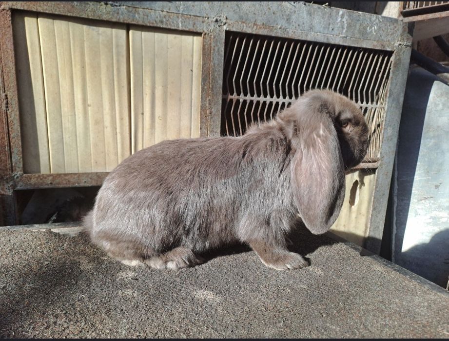 Iepuri berbec german