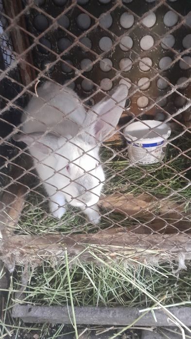 Продам кроликов.