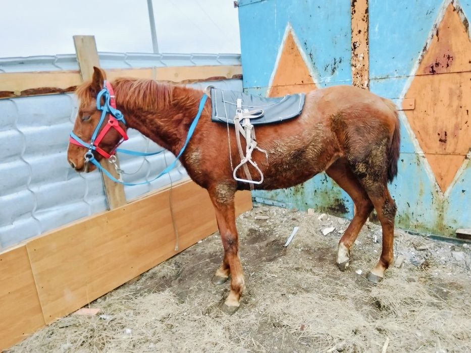 Байтал байталллл