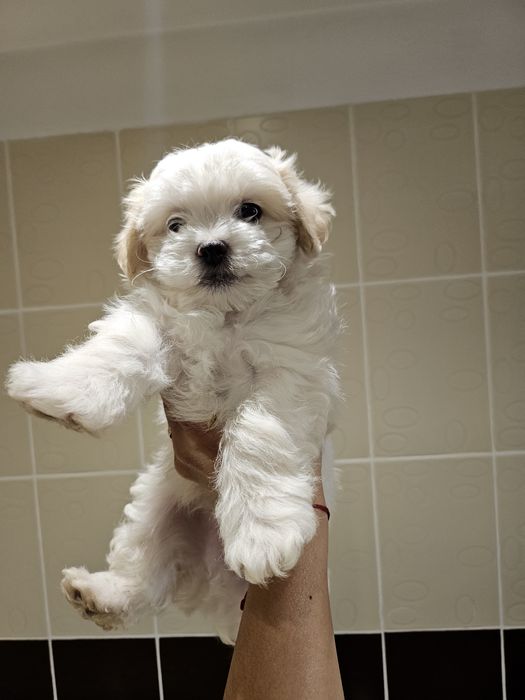 Bichon maltez 8 saptamani