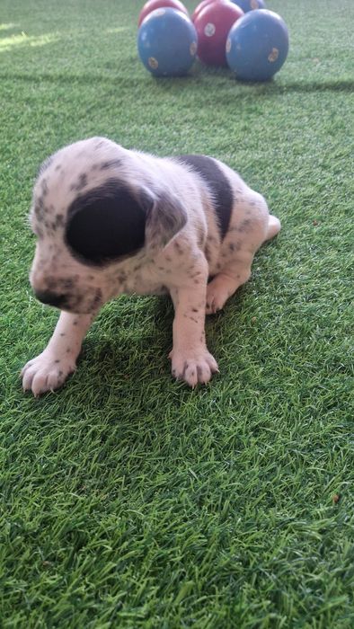 Продам щенков мама далматин