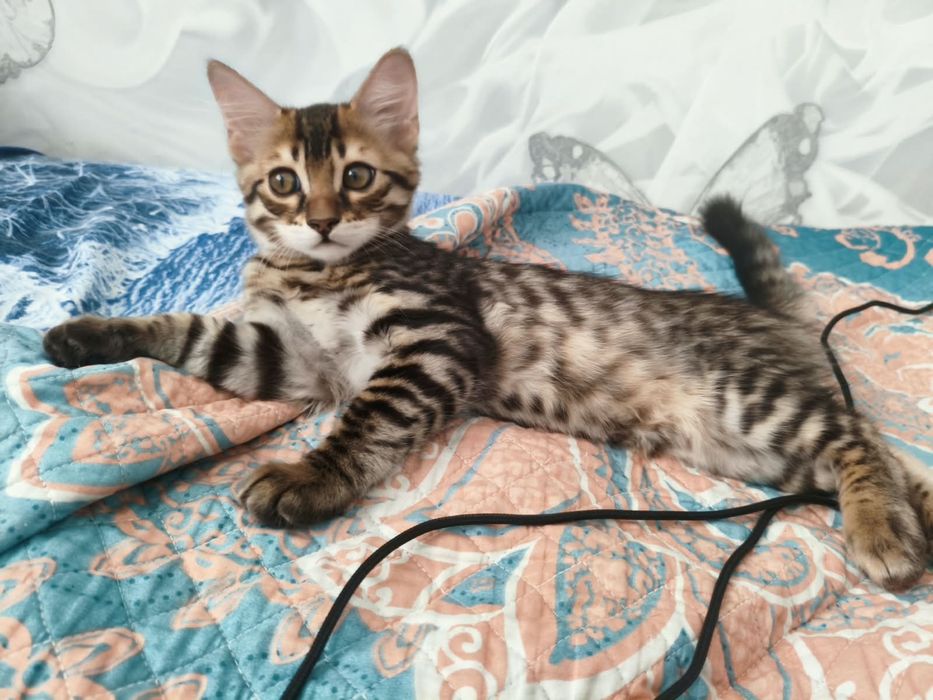 Котята бенгальские