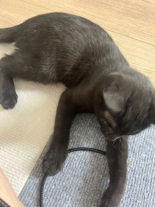 Отдаю котенка в хорошие руки