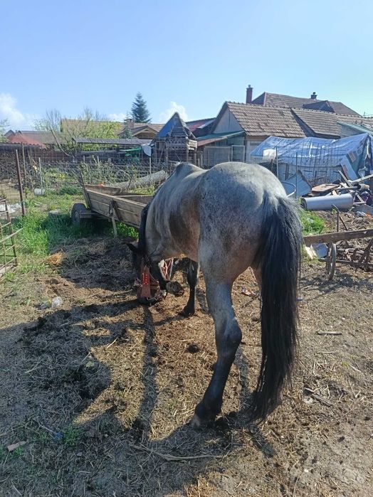 Vând armăsar 4 ani garantat la căruță la orice...