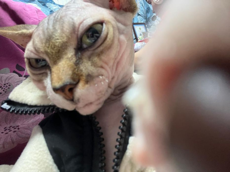 Канадский сфинкс