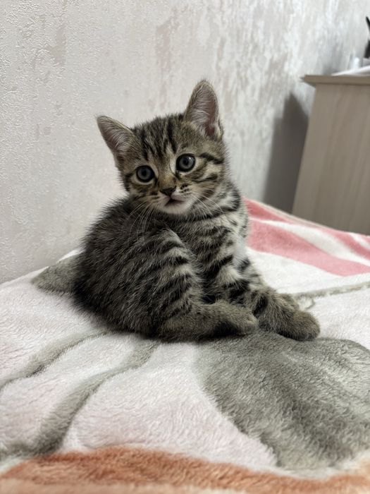 Продажа британских котят