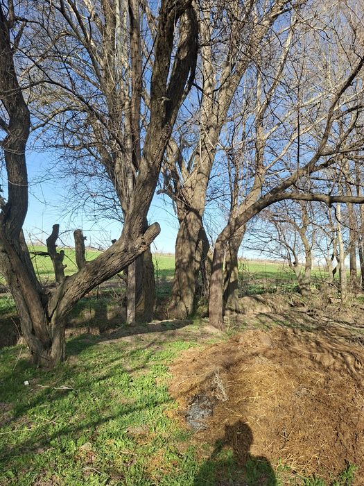 Ағаштар жаңғақ орік қара тал