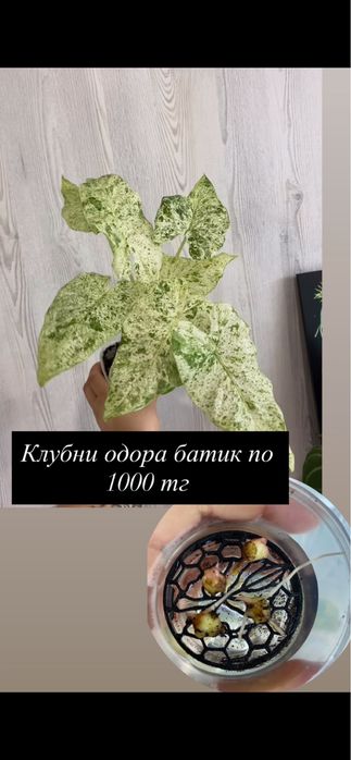 Продам домашние растения